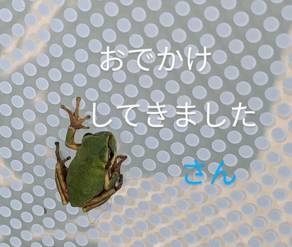 さん　おでかけしてきました　アマガエル