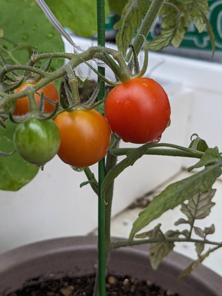 さん　栽培したミニトマト