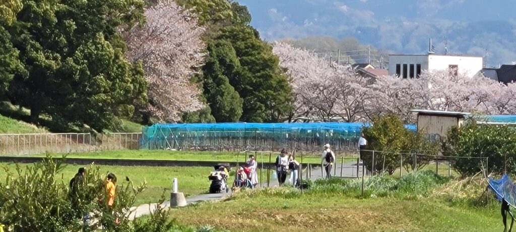 さんの利用者様とお花見